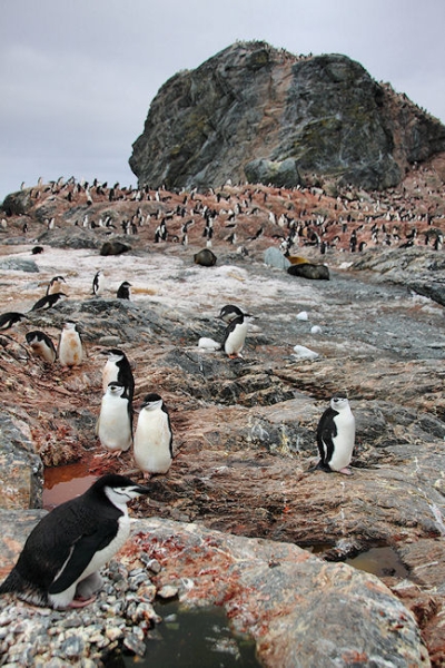 Day14_ElephIs_PtWild_5602 (2).jpg - Chinstrap Penguin colony and rookery, Point Wild, Elephant Island, South Shetlands